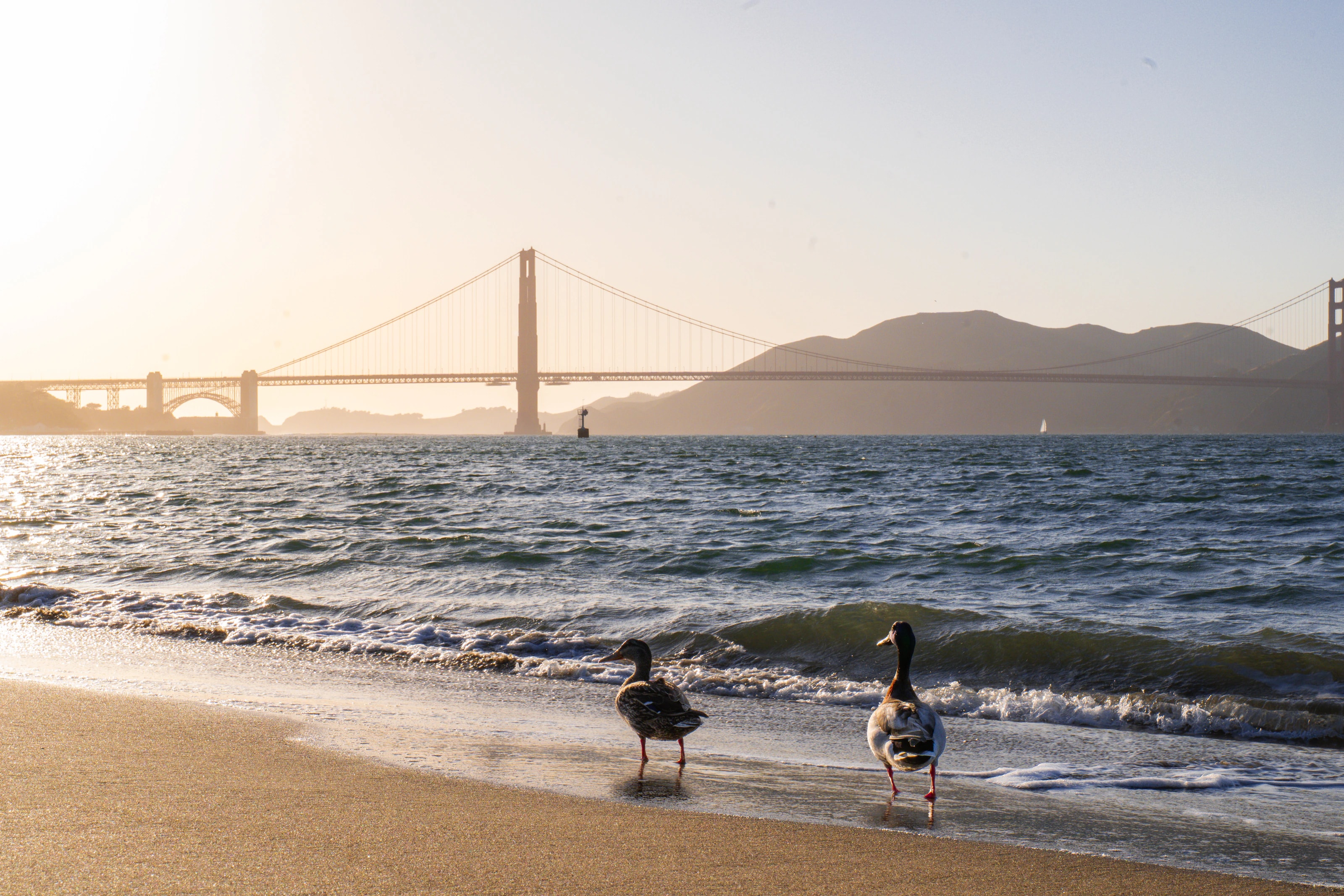 Two ducks stand at the water's edge with the Golden Gate Bridge behind them at sunset.